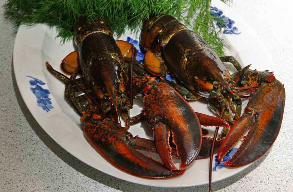 4 lb - 6 lb North Atlantic Live Lobster